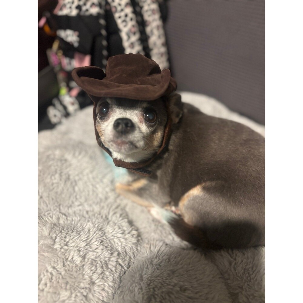 Doggie Cowboy Hat!